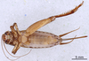 CollectionObject 1961626; 7dcbc70f-578e-48ad-ac04-865f220131b3, ANSP009_GRYLL_ANSP: Female, ventral view (paratype). (CollectionObject).