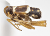 Habitus, lateral view on Athenidelphax kennedyae Bartlett, 2025: (Observation).