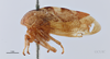 Habitus, lateral view: !! display not done !! on Cyrtolobus fuscipennis Van Duzee, 1908: (Observation).