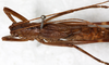 CollectionObject 1531907; NMW 9975, 8d5f4106-d4d6-48e0-b232-b7655704a795: female, dorsal view (holotype). (CollectionObject).