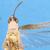 CollectionObject 1580262; e71a7e10-20d1-4130-b838-6d2678070b25: male, frontal view (paralectotype). (CollectionObject).