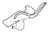 Aleuas uruguayensis Carbonell, 2008: Fig. 33C. endophallus, lateral view. (Otu).