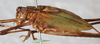 male, lateral view. Depicts CollectionObject 1531557; 11e2c9ee-e25a-493f-ad63-b58006e8530c, a CollectionObject.