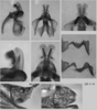 Melanoplus uinta Otte, 2012: (Otu).