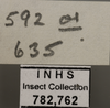 Other on Arocephalus (Ariellus) punctum (Flor, 1861): Labels - immature. (Observation).