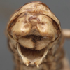 CollectionObject 1505629; d4eb3fc9-5338-4aac-82fc-24b0fd9223bc: male cerci (syntype). (CollectionObject).
