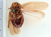 Anchoblatta signifera (Scudder, 1875): Photo by Heidi Hopkins. ventral habitus. (Otu).