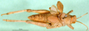 CollectionObject 1501161; 81119c6f-f5be-4597-9cf9-86bfa4446fc5, DORSA BA000430S01: male, dorsal view (holotype of Glyphotmethis heldreichi rubrescens). (CollectionObject).