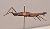 CollectionObject 1598210; 88413392-e6fa-4453-b088-89b2a99cef5a, QM T258501: copyright QM. male, lateral view (paratype). (CollectionObject).