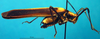 CollectionObject 1500589; 77363a4d-0dfb-4569-bed8-b35556572544, DORSA BTprograHTM: male, lateral view (holotype). (CollectionObject).