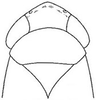 Head: !! display not done !! on Arundanus marginellus DeLong, 1935: head, dorsally. (Observation).