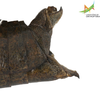 Female. End of abdomen, lateral view Depicts CollectionObject 1861880; 6eff10cb-3457-48cf-96d3-1f39dcab2b08, Unioeste Cascavel K-0562, a CollectionObject.