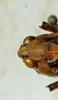 CollectionObject 1498701; f3c2b604-a8b0-4e3b-98ea-d4905aaa5248: female head, dorsal view. (CollectionObject).