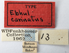 Other on Ebhul elegans Funkhouser, 1929: (Observation).