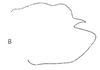 Pygofer, lateral view: !! display not done !! on Faltala Oman, 1938: Pygofer, lateral view. (Observation).