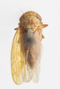 Habitus, dorsal view: !! display not done !! on Eutettix (Eutettix) luridus (Van Duzee, 1890): (Observation).