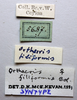 CollectionObject 1585704; 130d3b23-28fb-461d-8f6c-2f01c5e1db55: female, labels (paralectotype). (CollectionObject).