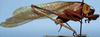 Euceraia insignis Hebard, 1927: male (allotype). (Otu).