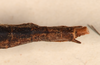 CollectionObject 1562151; 839707dd-c54e-4102-8fea-df0ef587d043: copyright UMO. female: end of abdomen, dorsal view (holotype). (CollectionObject).