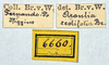 CollectionObject 1532157; NMW 6660, 97a52c45-8ea6-437f-96fd-f6c308fcc47e: 2014. labels (holotype). (CollectionObject).