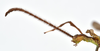 CollectionObject 1584348; CC ANIC Database No. 15 000074, 35145325-2a22-4ba4-8890-38ac04956134: copyright CSIRO, Canberra. male: head & thorax, lateral view (holotype). (CollectionObject).