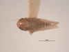 Habitus, dorsal view: !! display not done !! on Ileopeltus tethys (Van Duzee, 1907): (Observation).