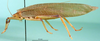CollectionObject 1500441; cd479579-53af-46a4-b2bb-41f2d7035c70: male habitus lateral view (syntype of Mataeus longipennis). (CollectionObject).