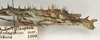 CollectionObject 1557090; d30b9910-6274-4c5a-8e32-3240ebaa97a3: copyright St. Petersburg. female: abdomen, lateral view of synonym Antongilia echinops (holotype). (CollectionObject).