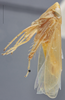 Habitus, lateral view: !! display not done !! on Arundanus nacreosus (Crumb, 1915): Lateral. (Observation).