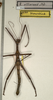 Rhaphiderus scabrosus (Percheron, 1829): copyright NMW, Vienna. male of synonym Rhaphiderus alliaceus from Mauritius (not type). (Otu).