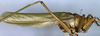 Terpandrus horridus (Burmeister, 1838): male, lateral view (holotype of Megatympanon bicolor). (Otu).