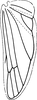 Hind wing on Arbelana ulmi (Anufriev, 1969): Hind wing (after Anufriev, 1969). (Observation).