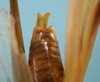 CollectionObject 1542939; DEES MZLQ-I0016', f56877da-a65f-4bf1-b08e-2143fc26842d: male, apex of the abdomen dorsal view (syntype). (CollectionObject).