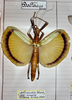 CollectionObject 1562168; aa9accdd-a199-4467-8b47-da54632ffa99: copyright MHNG Geneva. female female of synonym Battacus schneideri (holotype). (CollectionObject).