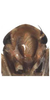 Head: !! display not done !! on Irenaneura dworakowski Cao, Huang & Zhang, 2012: Habitus or head. (Observation).