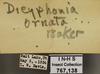 Other: !! display not done !! on Dicyphonia ornata (Baker, 1900): Labels. Labels for the specimen used for the dorsal, lateral and face images for immature specimen. (Observation).