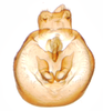 Genital capsule, ventral view: !! display not done !! on Nothodelphax lineatipes (Van Duzee, 1897): (Observation).