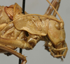 CollectionObject 1535220; b8347427-f8cd-4047-8370-1888ecac7201: male pronotum, lateral view (lectotype). (CollectionObject).