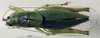 CollectionObject 1528094; 5f65651c-8f3a-44bc-b668-19249740fe77: male, dorsal view (holotype). (CollectionObject).