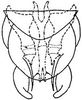 Subgenital plate: !! display not done !! on Chlorotettix fallax Sanders & DeLong, 1922: genital capsule, ventrally. (Observation).