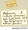 CollectionObject 1573080; 65508e0e-c6c9-4e50-a897-43e054a6c05a: Copyright Natural History Museum, London. Labels from non-type (adult female) in BM(NH). (CollectionObject).