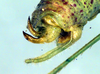 CollectionObject 1500518; c8466fbb-9028-491c-b762-6ff56b613eef: male cerci (syntype of Cestromoecha mundamensis). (CollectionObject).