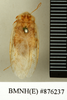 Hemelytroblatta (Mollidentoblatta) simillima (Chopard, 1929): Copyright Natural History Museum, London. Paratype (adult male) in BM(NH). Dorsal view. (Otu).