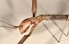 CollectionObject 1557310; 84b19771-6e85-4bab-b541-79e30db92b37: copyright OUMNH. female: head & thorax, lateral view (holotype). (CollectionObject).