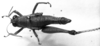 CollectionObject 1532919; c0fe4729-4c4c-4174-8652-51ed6f5a925a: Image Carbonell, C.S. female, dorsal view (syntype). (CollectionObject).