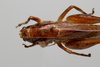 CollectionObject 2211603; 758a58a9-a385-44e2-acd9-f1baca3339fb, INPA-ORT 000170: Female, head and pronotum, dorsal view. (CollectionObject).