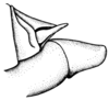 Leiotettix politus Rehn, 1913: Fig. 45. male abdomen tip, lateral view. (Otu).