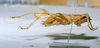 CollectionObject 1516536; NNM 3224766, 865316f2-491c-431b-a8a8-adb7e14dd5a9: male habitus lateral view (paratype). (CollectionObject).