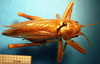 CollectionObject 1530861; a3b28bc0-378d-4592-aa5c-debe2a85952e: female, dorsal view (syntype of Prosopogryllacris falcata). (CollectionObject).