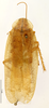 CollectionObject 1587357; MNHN(SF IMPORT DUPLICATE) MNHN-EP-EP3455, 936e2a4d-0fce-435f-98c1-ba29320d0d45: CC BY-NC-ND 4.0/MNHN - Depraetere Marion - 2014. Syntype, male, of lineaticollis Bolívar, 1897. Specimen number: MNHN-EP-EP3455. http://coldb.mnhn.fr/catalognumber/mnhn/ep/ep3455. (CollectionObject).